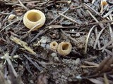 Tarzetta cupularis image