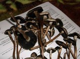 Panaeolus subbalteatus image