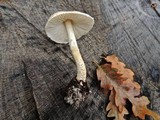 Lepiota oreadiformis image
