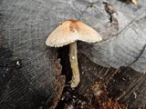 Lepiota oreadiformis image