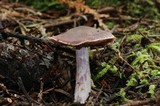 Cortinarius evernius image