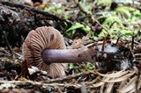 Cortinarius evernius image