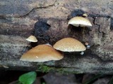 Crepidotus mollis image