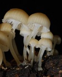 Roridomyces austrororidus image
