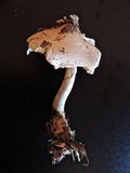 Lepiota ignivolvata image