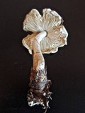 Lepiota ignivolvata image