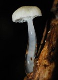 Roridomyces austrororidus image