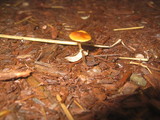 Conocybe rugosa image