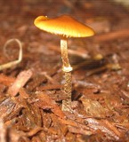 Conocybe rugosa image