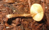 Conocybe rugosa image