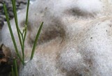 Reticularia lycoperdon image