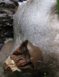 Reticularia lycoperdon image