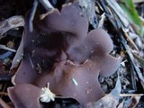 Peziza repanda image