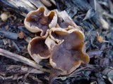 Peziza repanda image