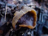 Peziza repanda image