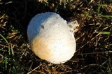 Lepiota erminea image