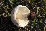 Lepiota erminea image