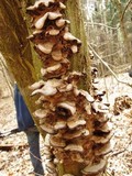 Bjerkandera adusta image