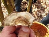 Bjerkandera adusta image
