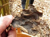 Bjerkandera adusta image