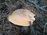 Suillus tomentosus image