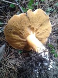 Suillus tomentosus image