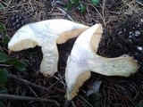 Suillus tomentosus image