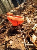 Sarcoscypha austriaca image