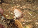 Sarcoscypha austriaca image