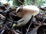 Gomphidius oregonensis image