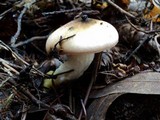 Gomphidius oregonensis image