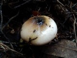 Gomphidius oregonensis image