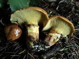 Suillus caerulescens image