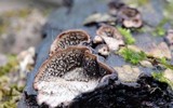 Datronia mollis image