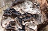 Datronia mollis image