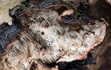 Datronia mollis image