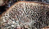 Datronia mollis image