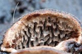 Datronia mollis image
