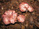 Hygrophorus russula image