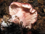 Hygrophorus russula image