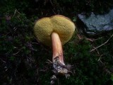 Boletus pruinatus image