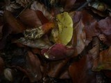 Boletus pruinatus image