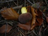Boletus pruinatus image
