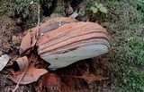 Polyporus annulatus image