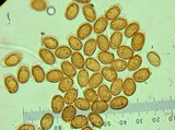 Polyporus annulatus image
