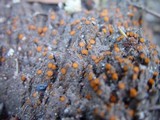 Anthracobia melaloma image