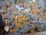 Anthracobia melaloma image