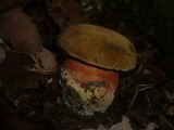 Boletus erythropus image