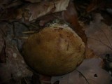Boletus erythropus image