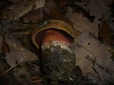 Boletus erythropus image